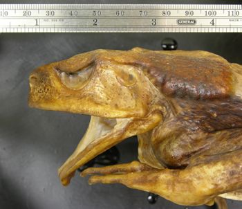 Media type: image; Herpetology A-29669
